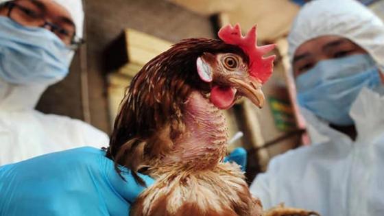 الصين تعلن تسجيل أول إصابة بإنفلونزا الطيور