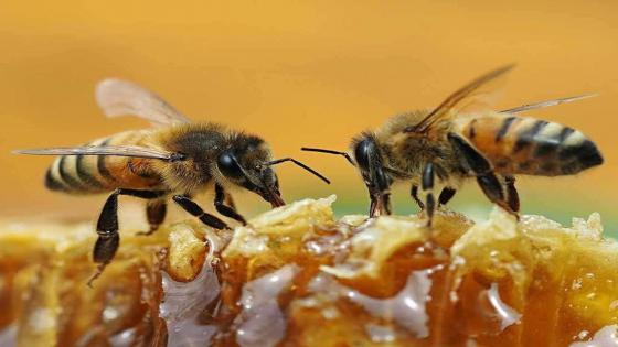 “الأونسا” تعلق على ظاهرة اختفاء طوائف النحل من بعض المناطق