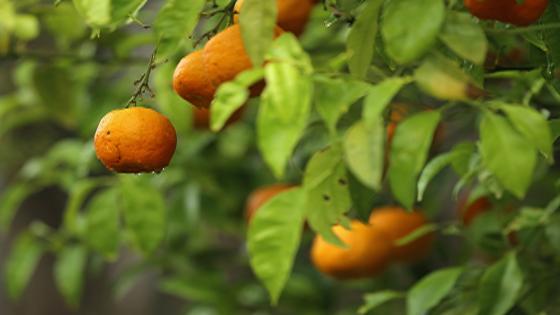 RABAT, MOROCCO - MAY 05: Oranges during the first round of the Trophee Hassan II at Royal Golf Dar Es Salam on May 5, 2016 in Rabat, Morocco. (Photo by Andrew Redington/Getty Images)