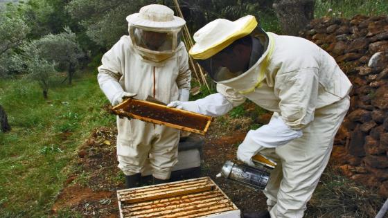 المغرب أنتج 7500 طن من العسل في 2021 المجال يمثل فرصا كثيرة للشغل