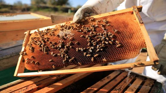 الحكومة تواجه ظاهرة اختفاء النحل وتخصص 13 مليار سنتيم لدعم القطاع