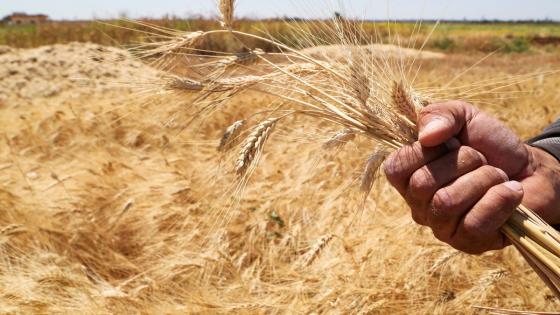 أسعار القمح تصل إلى مستوى قياسي بعد قرار الهند حظر تصديره