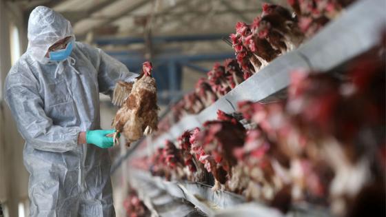 عودة انتشار إنفلونزا الطيور تدفع فرنسا لإعدام 600 ألف دجاجة