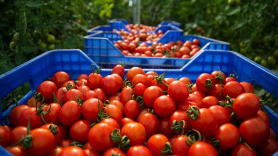 وزير الفلاحة يكشف سبب ارتفاع أسعار الطماطم ويعد بتدخل الحكومة